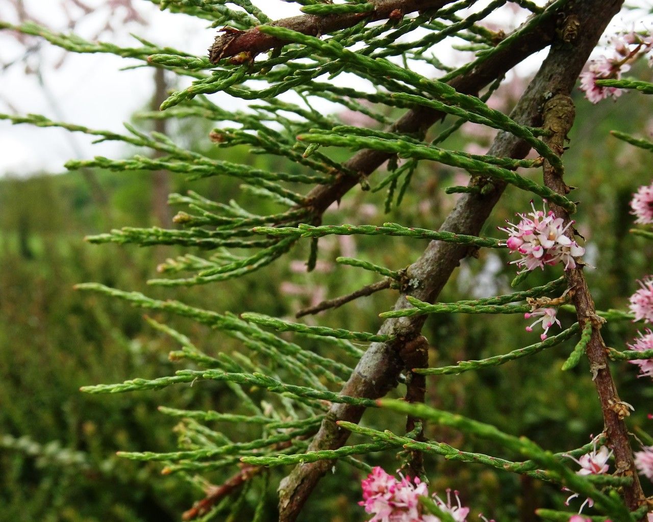 Tamarix parviflora leaf