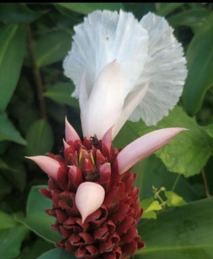 Cheilocostus speciosus flower