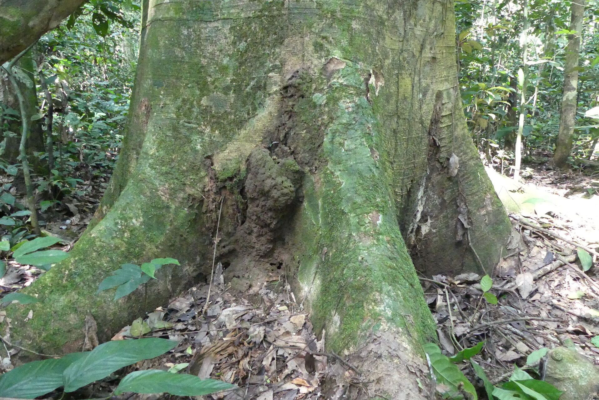 Brachystegia laurentii bark