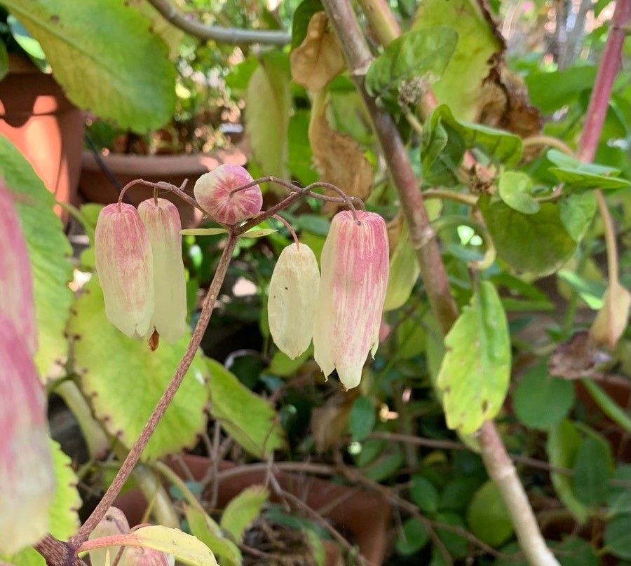 Kalanchoe pinnata fruit