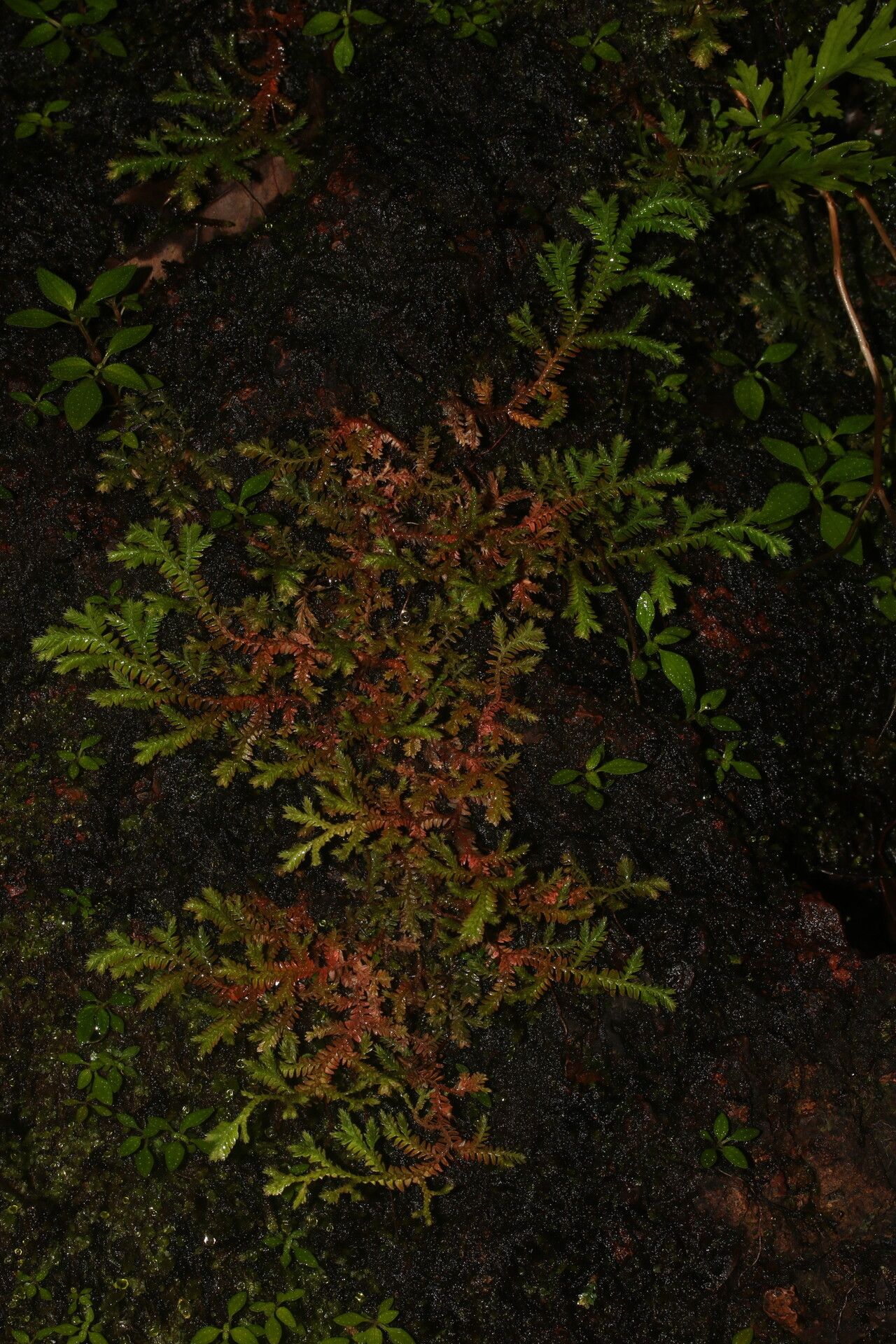 Selaginella producta habit