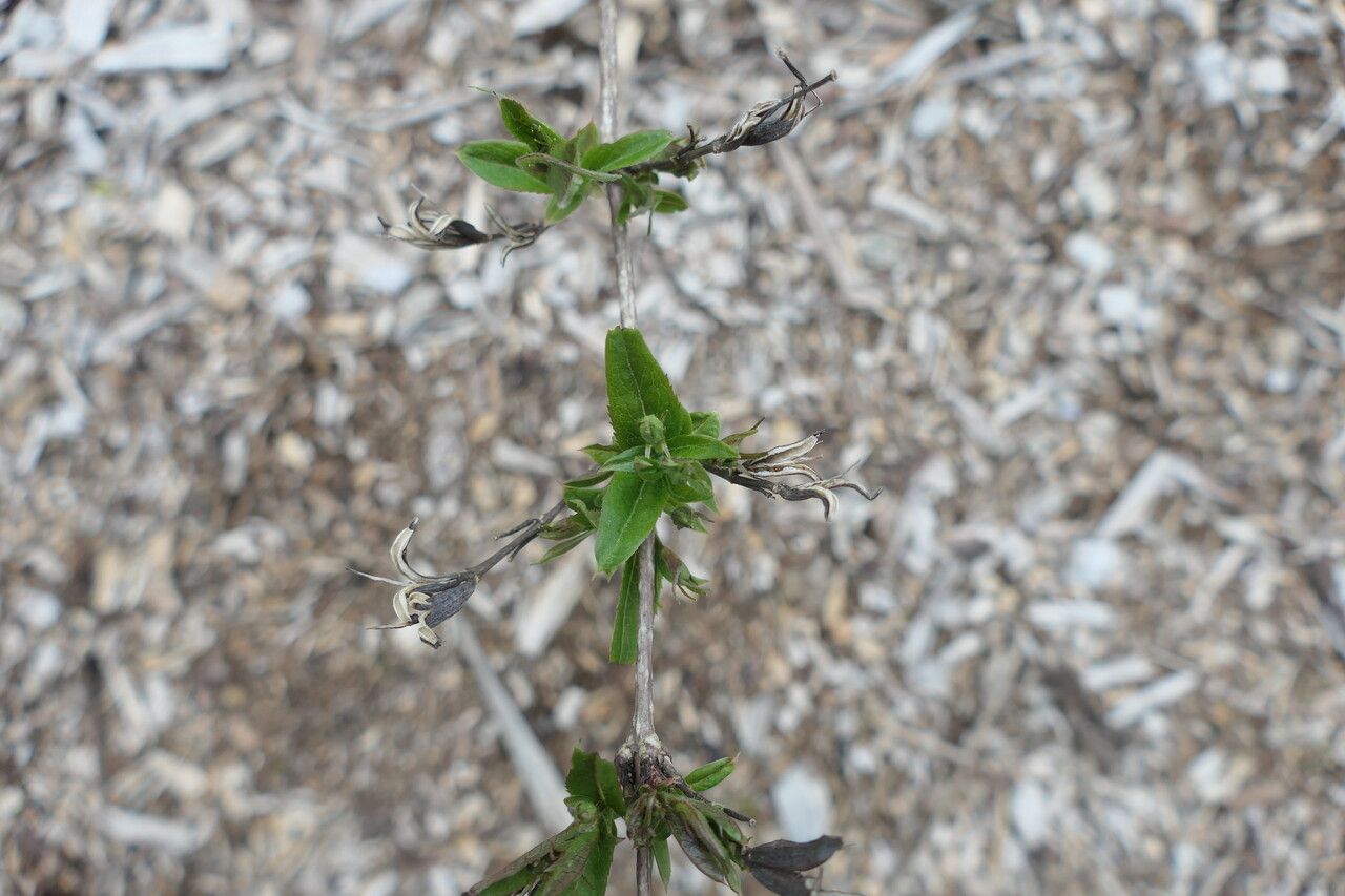 Weigela maximowiczii flower