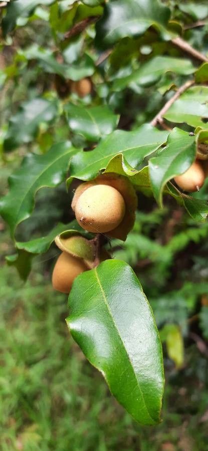 Diospyros glans fruit
