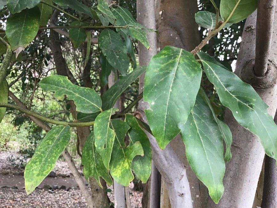 Laurus novocanariensis leaf