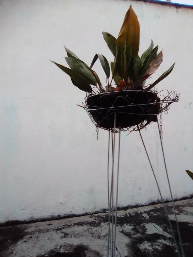 Dendrobium lindleyi — search result for 'Dendrobium'