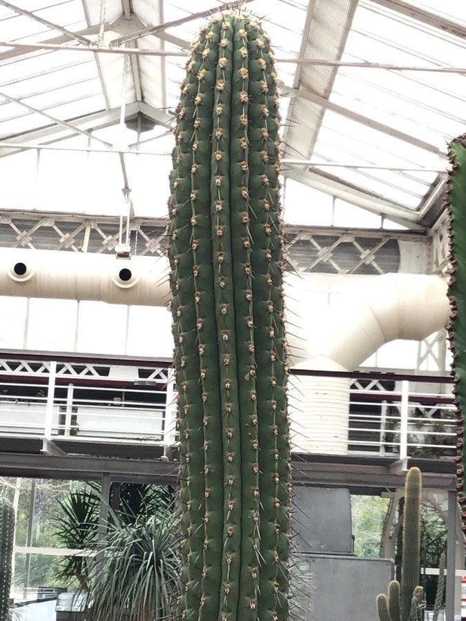 Cephalocereus tetetzo leaf
