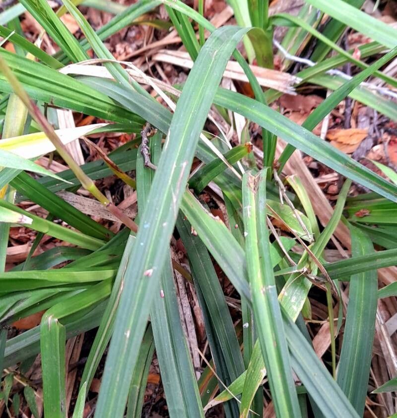 Carex salticola — houseplant care guide