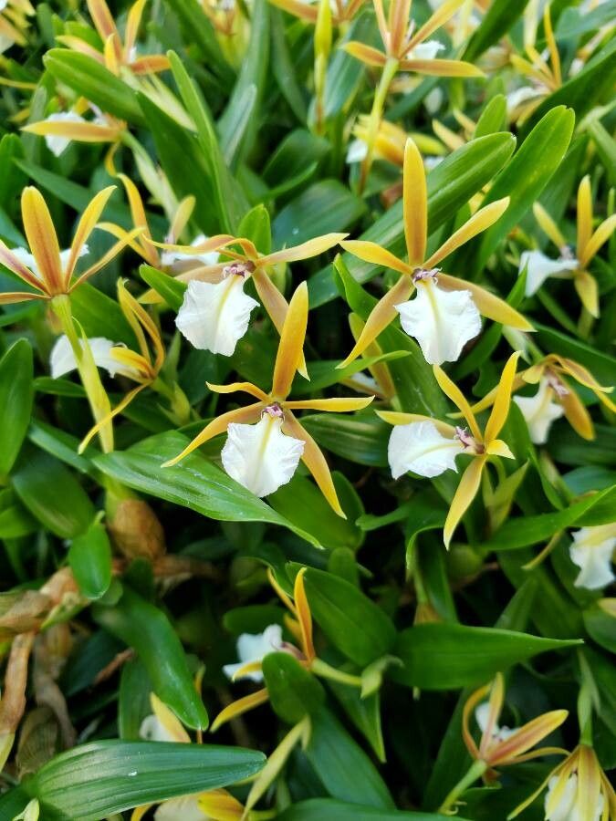 Dinema polybulbon flower