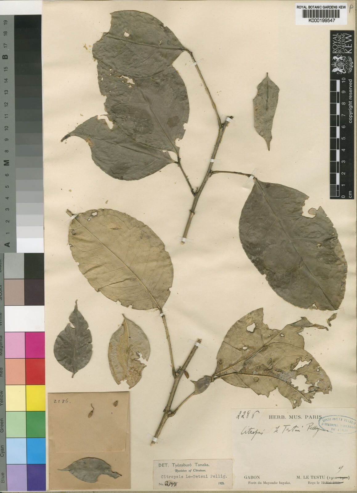 Citropsis letestui — related species from the same genus