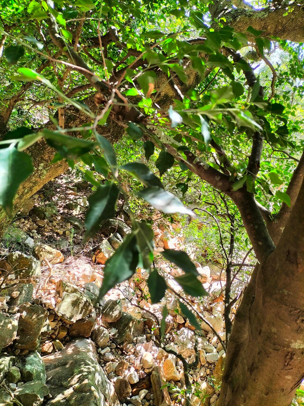 Scolopia mundii bark