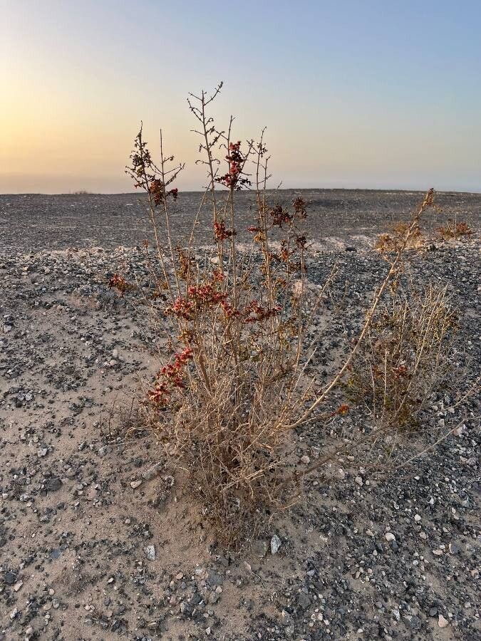 Salsola divaricata habit