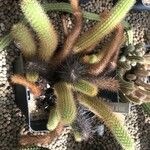 Cleistocactus winteri