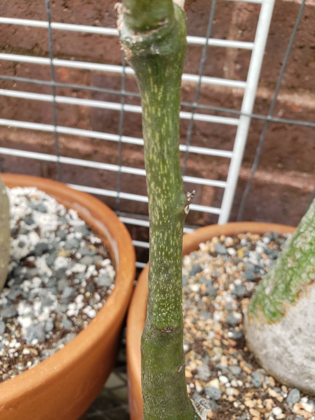 Adenia monadelpha bark