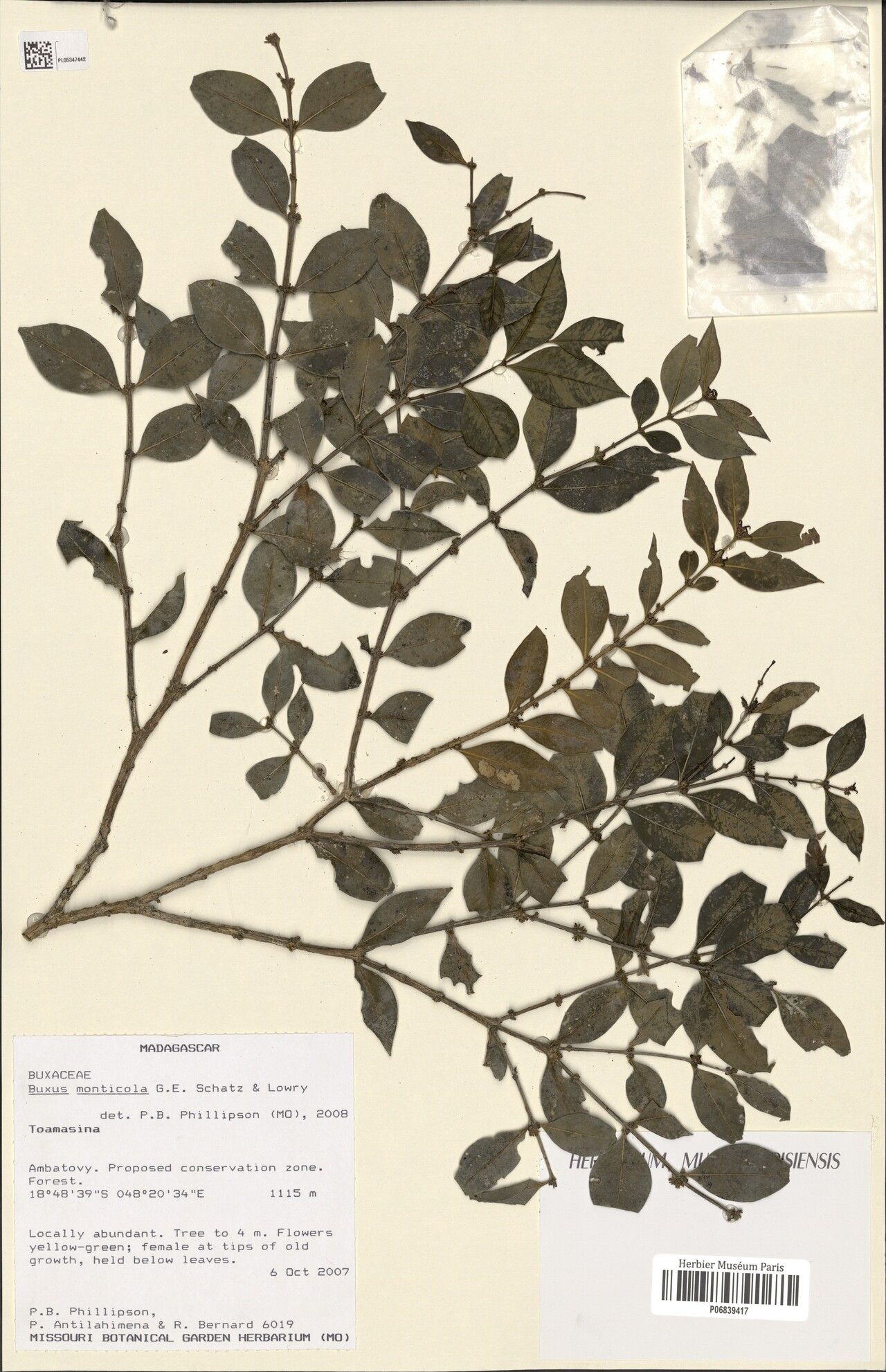 Buxus monticola — houseplant care guide