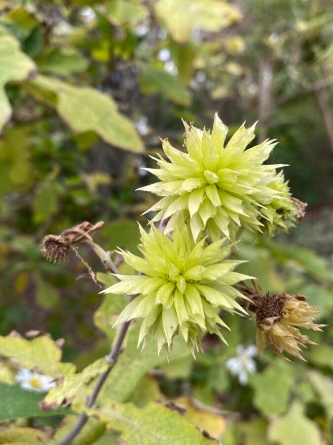 Montanoa hibiscifolia fruit