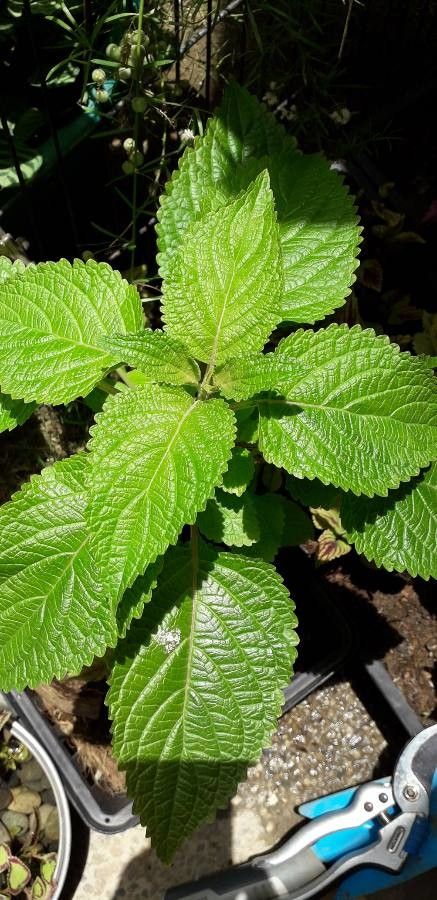 Lippia acuminata — related species from the same genus