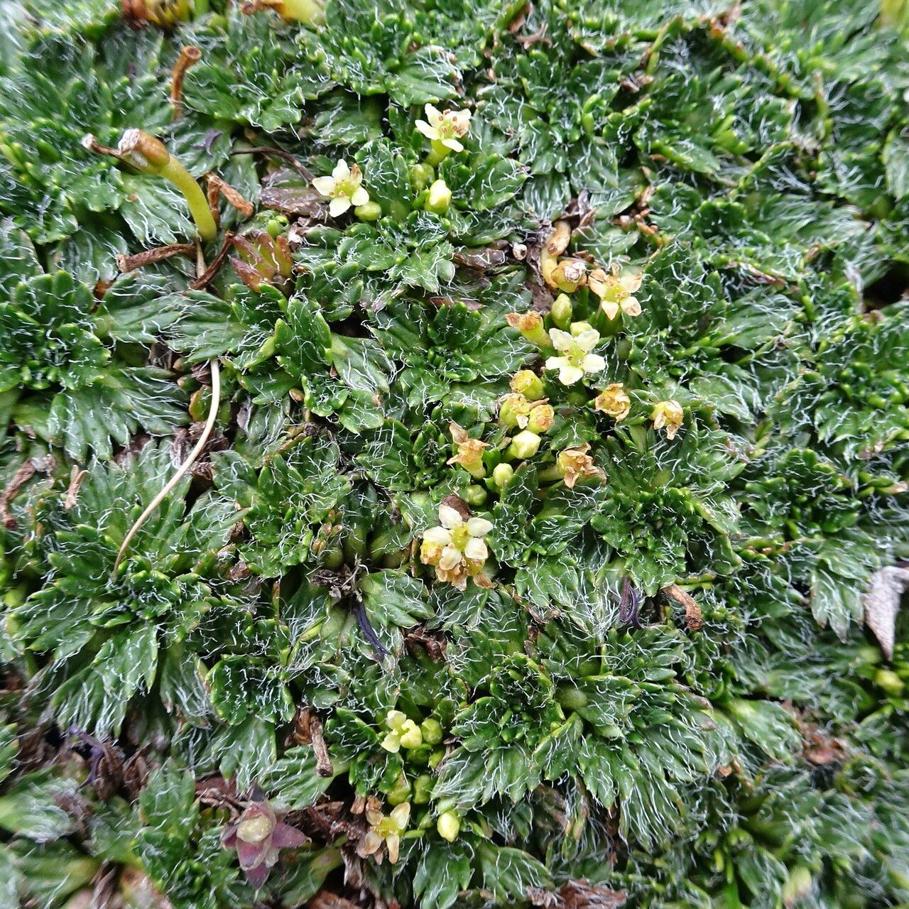 Azorella pulvinata flower