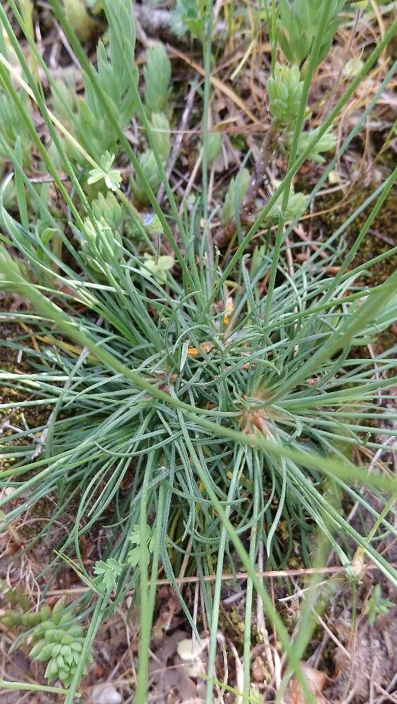 Armeria girardii leaf