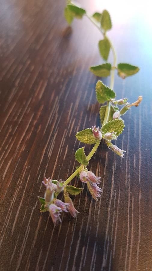 Nepeta x faasseni bark