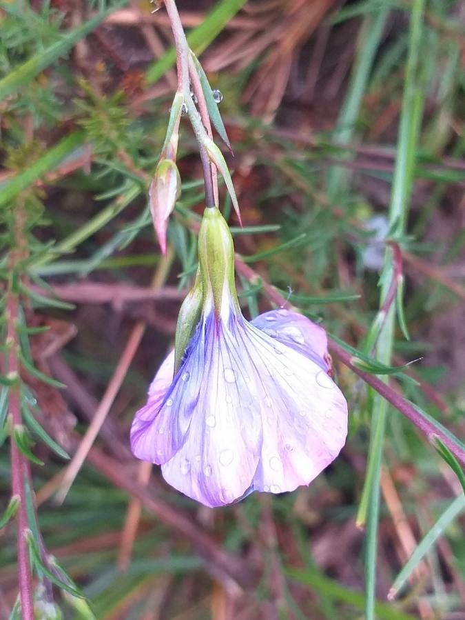 Linum narbonense flower