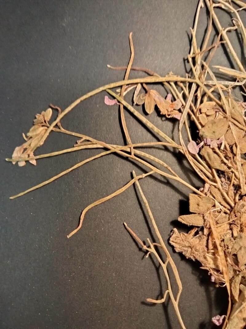 Matthiola arabica fruit