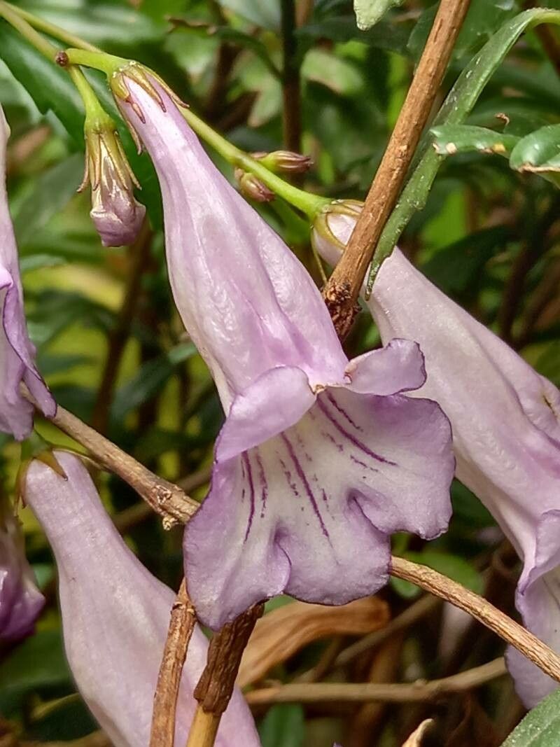 Lysionotus pauciflorus flower