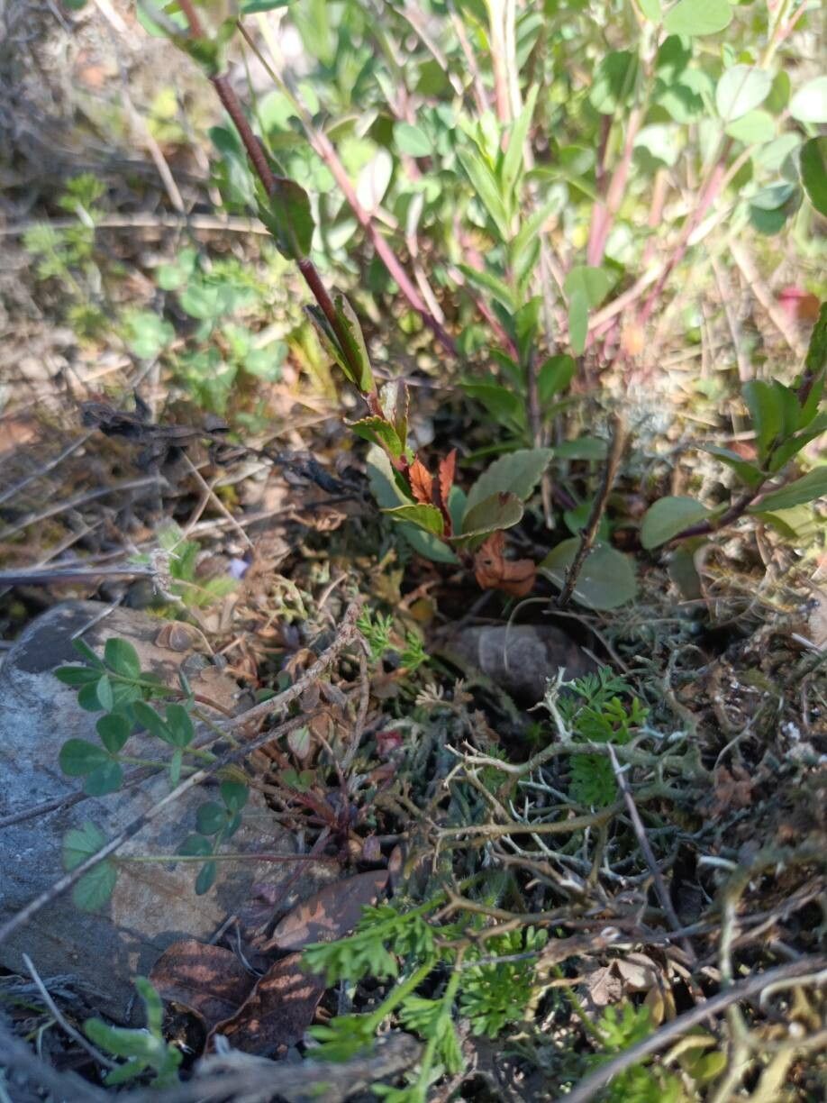 Veronica turrilliana — houseplant care guide