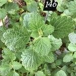 Plectranthus glabratus