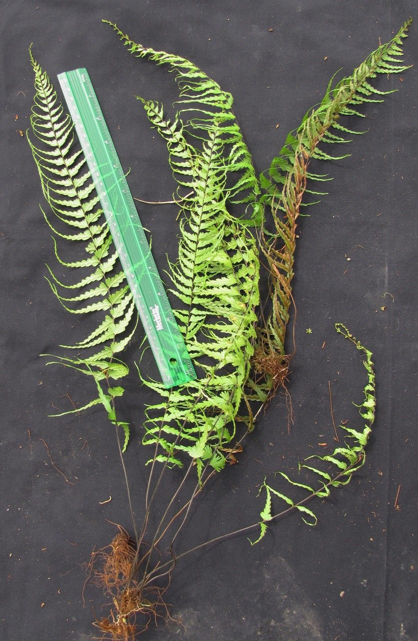 Asplenium dissectum other