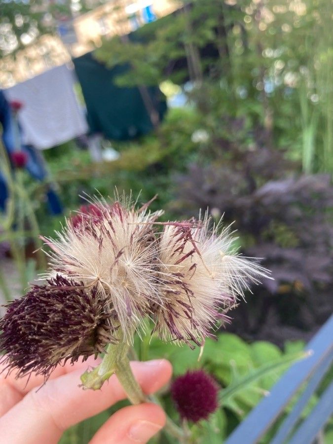 Cirsium rivulare fruit