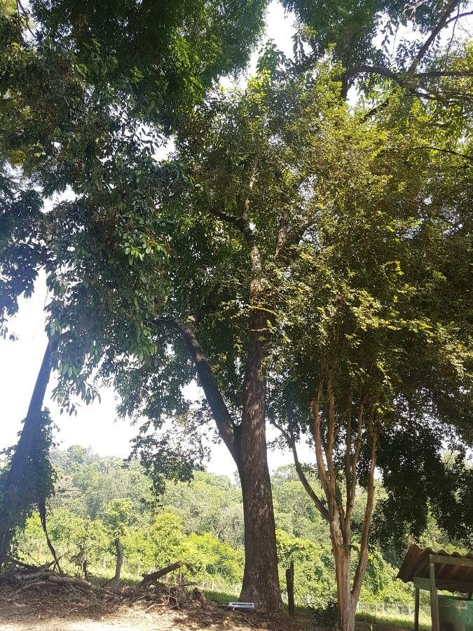 Citharexylum myrianthum habit