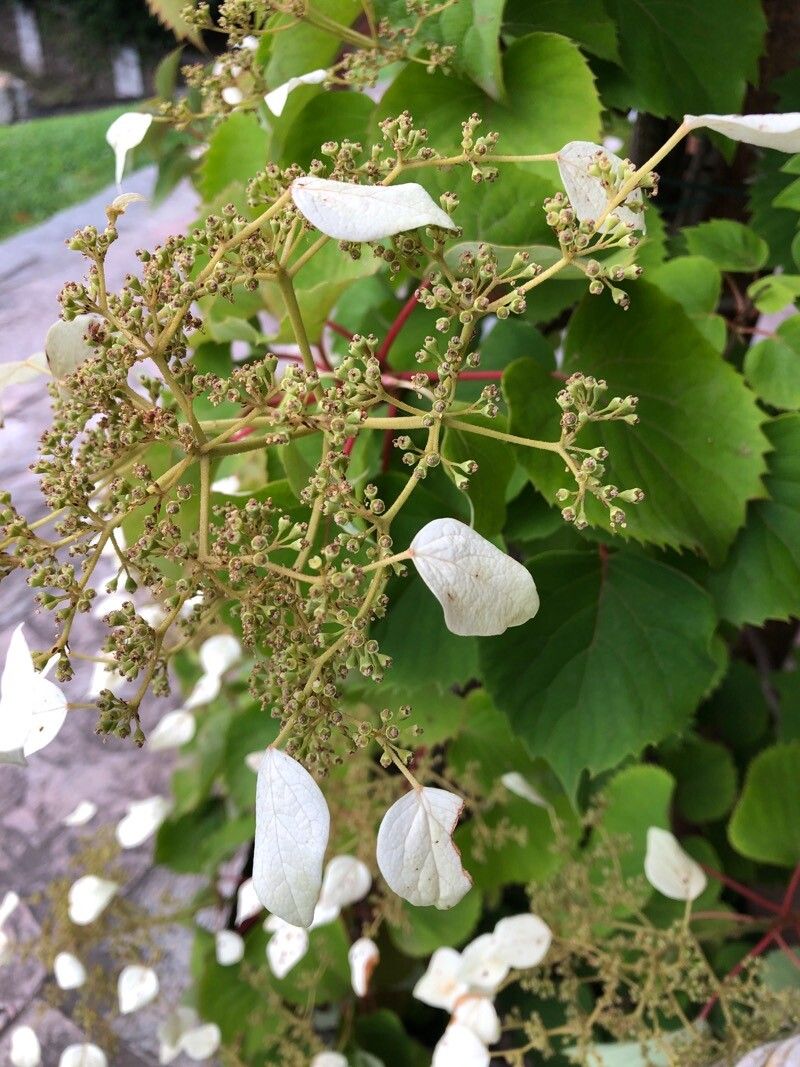 Hydrangea hydrangeoides flower