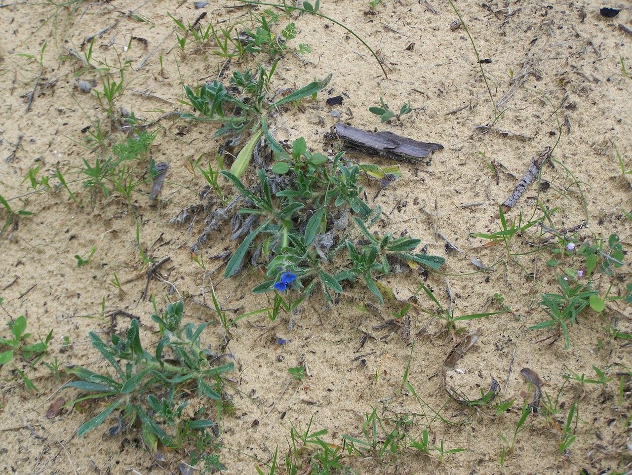 Alkanna tinctoria habit