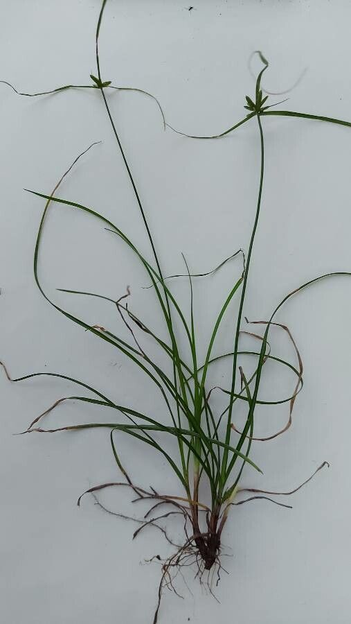 Cyperus compressus — search result for 'Cyperaceae'