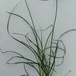 Cyperus compressus