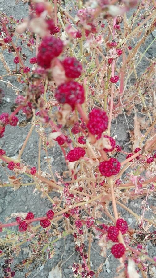 Blitum virgatum fruit