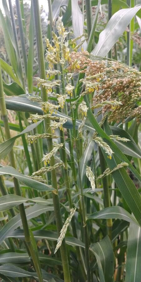 Zizania aquatica flower