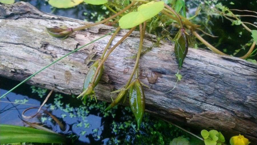 Nymphoides peltata fruit