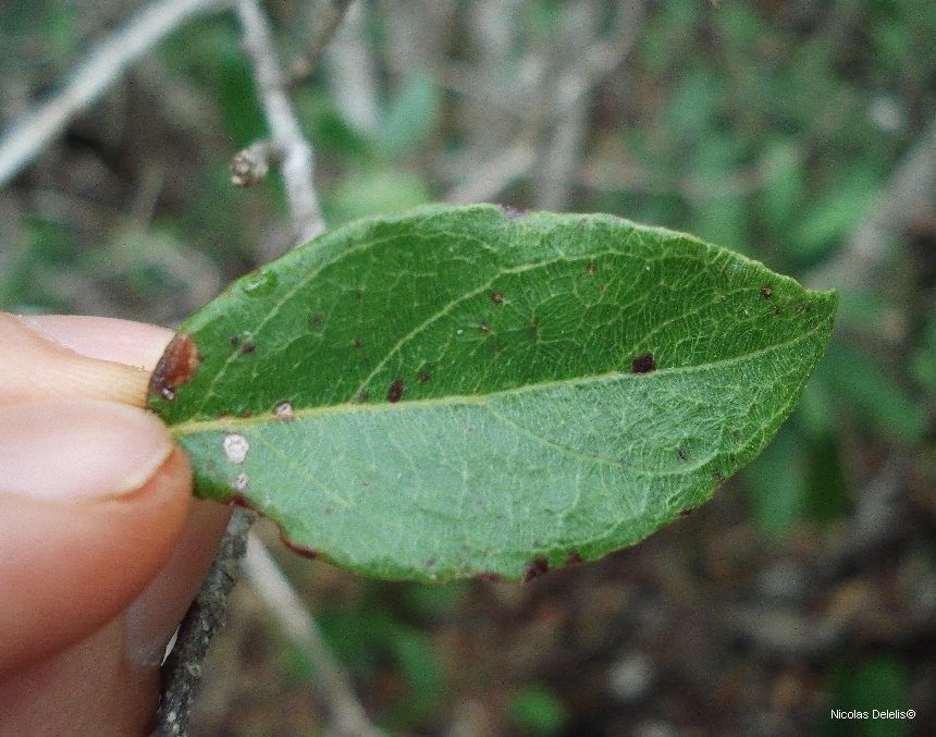 Antirhea rhamnoides leaf