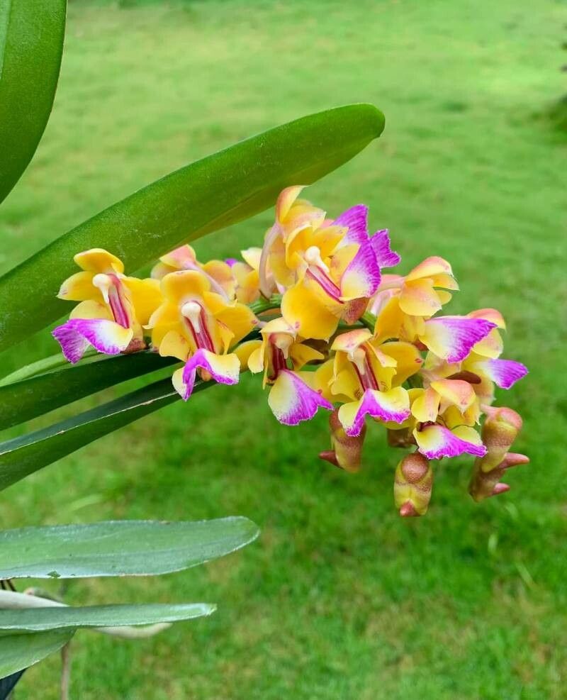 Aerides houlletiana — related species from the same genus