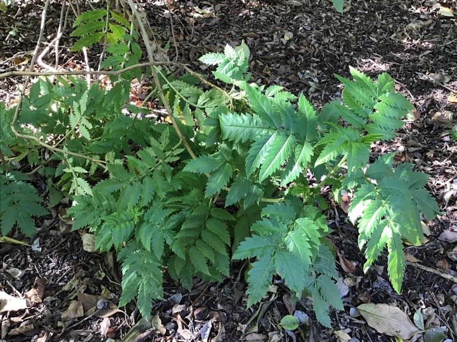 Melianthus comosus