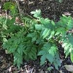 Melianthus comosus