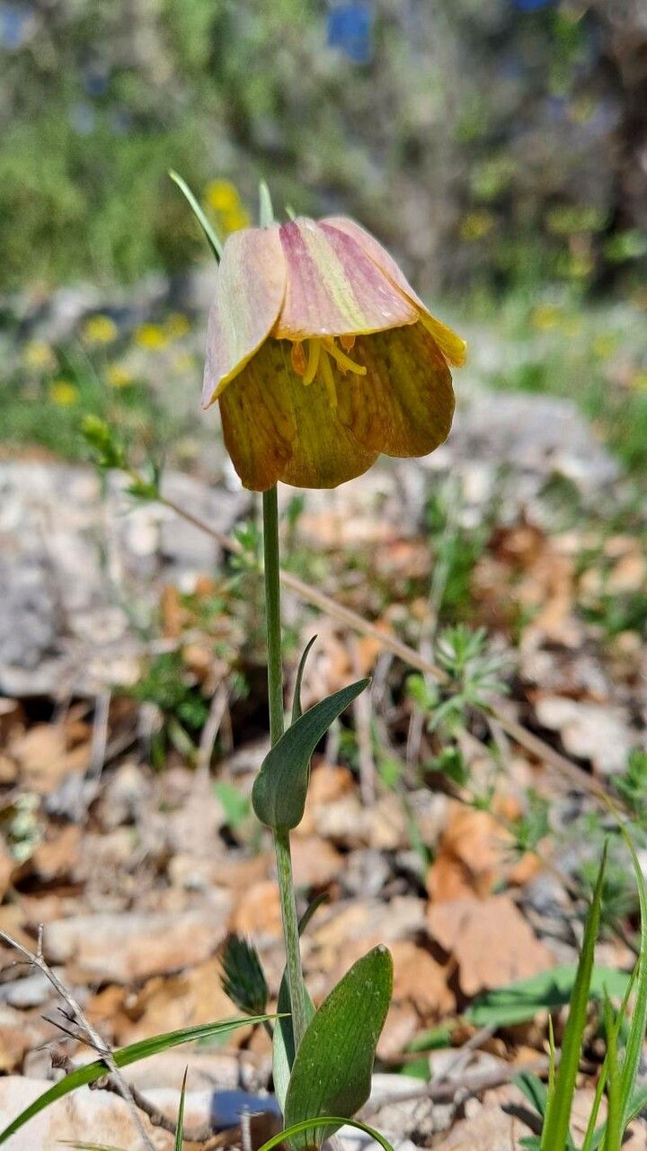 Fritillaria graeca flower