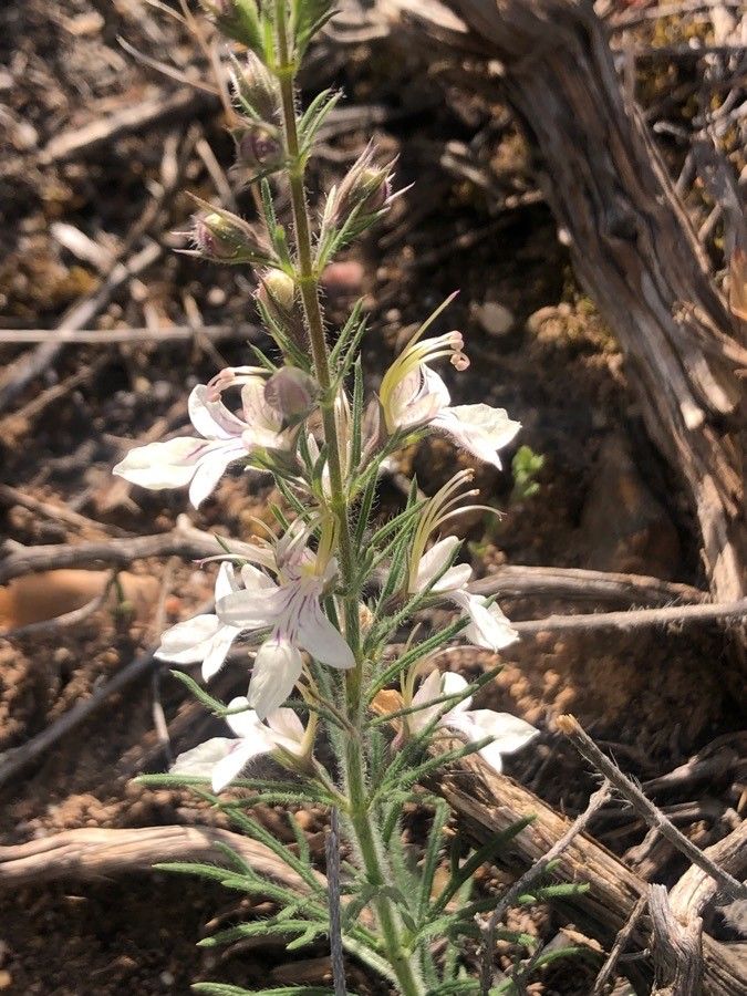 Teucrium pseudochamaepitys — search result for 'Teucrium'