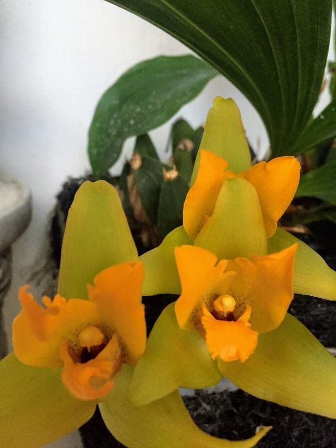 Lycaste cruenta flower