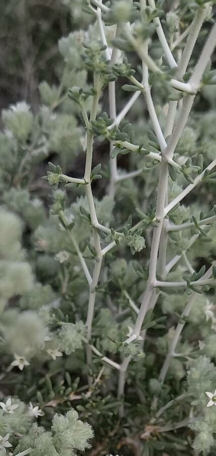 Thymus mastichina bark