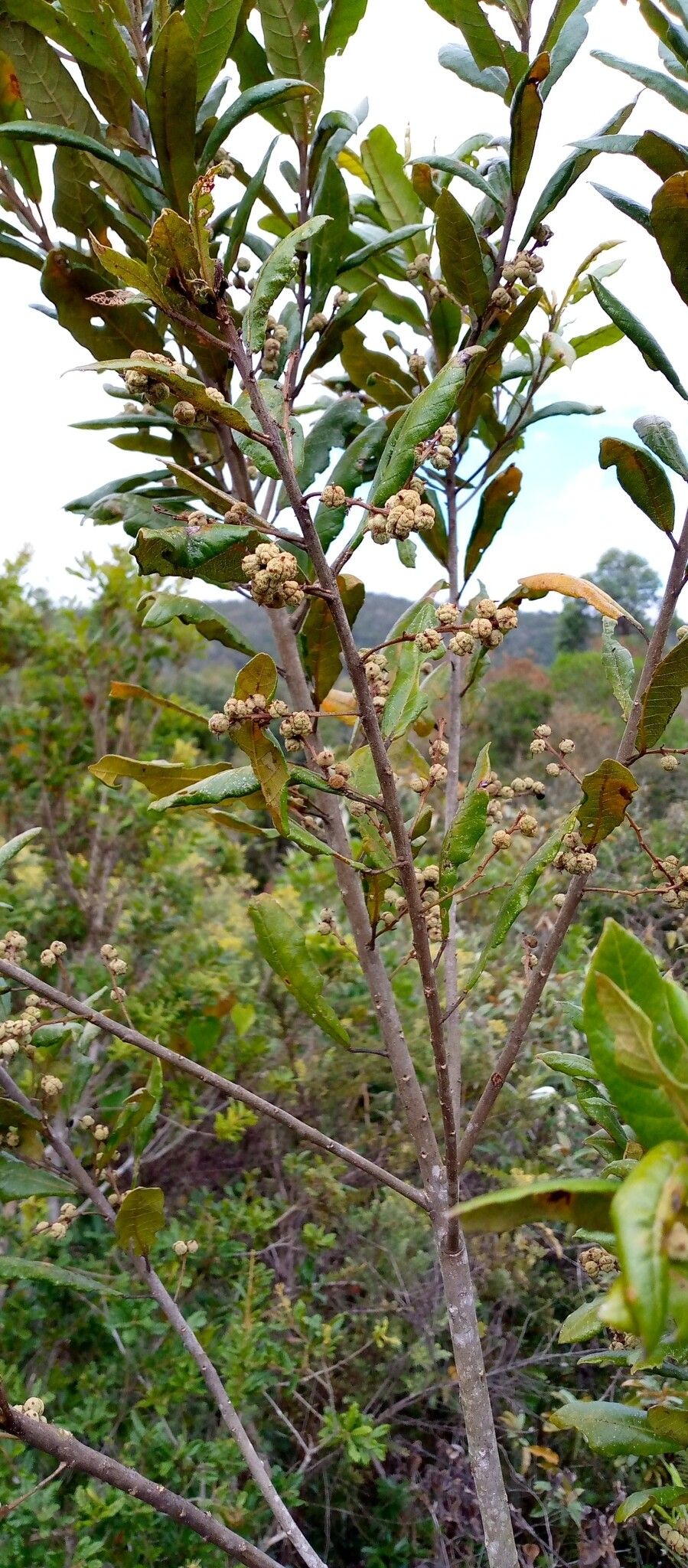 Macaranga myriolepida habit