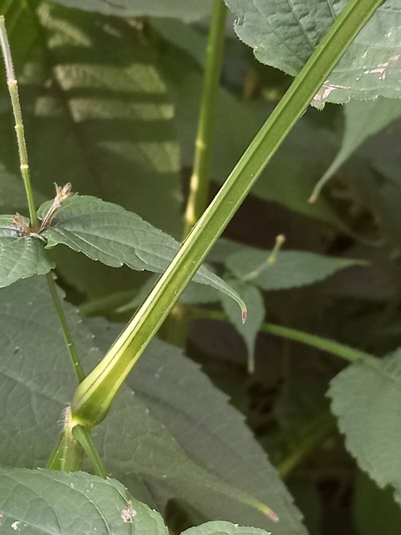 Strobilanthes glutinosa bark