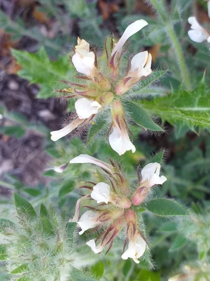 Dorycnium hirsutum flower