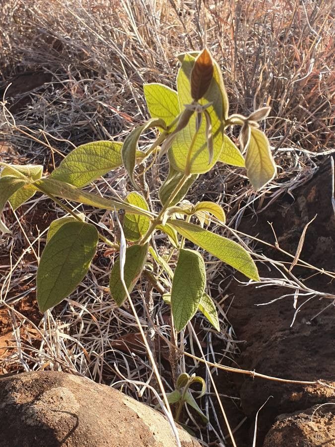 Combretum molle — search result for 'Zimbabwe'